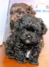 Puppies for sale other breed - Austria, Vienna