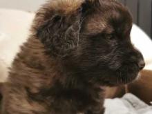 Puppies for sale other breed, leonberger - Slovenia, Bela Church. Price 11 €