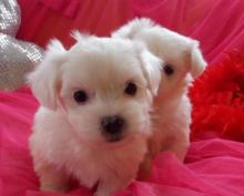 Puppies for sale maltese - Latvia, Jekabpils