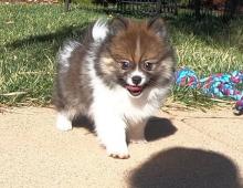 Puppies for sale pomeranian spitz - Sweden, Karlskrona