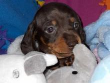 Puppies for sale dachshund - Ireland, Cork. Price 11 €