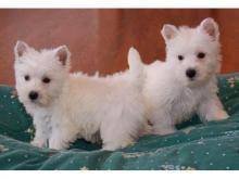 Puppies for sale west highland white terrier - Greece, Thessaloniki
