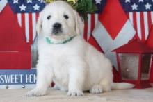 Puppies for sale golden retriever - Canada, Prince Edward Island