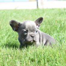 Puppies for sale french bulldog - United Kingdom, Cardiff