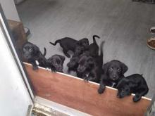 Puppies for sale other breed, lurcher - Netherlands, Eindhoven. Price 11 €