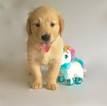 Puppies for sale golden retriever - Netherlands, Borne