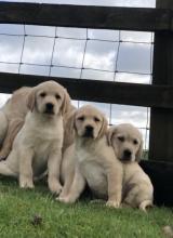 Puppies for sale labrador - Bulgaria, Shumen