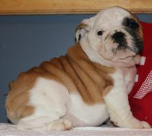 Puppies for sale english bulldog - Uzbekistan, Bukhara