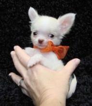 Puppies for sale chihuahua - Russia, Barnaul