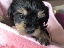 Puppies for sale , mokie - Sweden, Malmo. Price 11 €