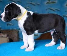 Puppies for sale other breed, great dane - Greece, Thessaloniki