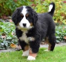 Puppies for sale bernese mountain dog - Greece, Thessaloniki