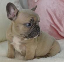 Puppies for sale french bulldog - Uzbekistan, Tashkent