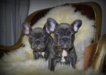 Puppies for sale french bulldog - Netherlands, Groningen. Price 11 €