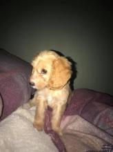 Puppies for sale , cockapoo - Greece, Thessaloniki. Price 11 €