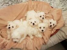 Puppies for sale maltese - Czech Republic, Czech-budievitsy. Price 150 €