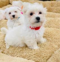 Puppies for sale maltese - Netherlands, Groningen. Price 155 €