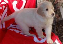 Puppies for sale golden retriever - Netherlands, Amsterdam