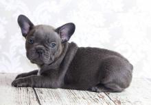 Puppies for sale french bulldog - Netherlands, Rotterdam. Price 10 €