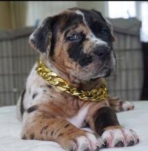 Puppies for sale bullmastiff - Sweden, Stockholm. Price 10 €