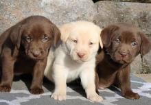 Puppies for sale labrador retriever - Uzbekistan, Samarkand