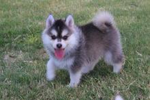 Dog training pomsky puppies  for adoption  male and females  - Poland, Warsaw. Price 10 $