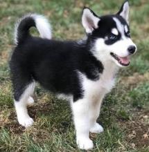 Puppies for sale haski, siberian husky - Georgia, Georgia