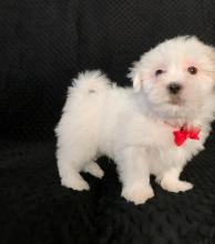Puppies for sale mixed breed, malshi - Greece, Piraeus