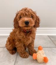 Puppies for sale other breed, cockapoo - Germany, Duisburg