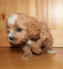 Puppies for sale , cavapoo - Latvia, Gulbene