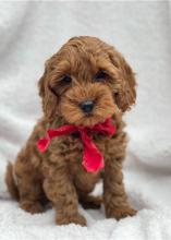 Puppies for sale , cockapoo - Uzbekistan, Bukhara