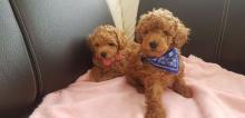 Puppies for sale poodle - Denmark, Aalborg