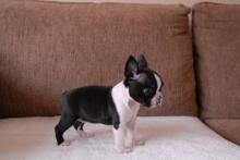 Puppies for sale boston terrier - Slovenia, Split. Price 11 €