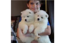 Puppies for sale samoyed dog (samoyed) - Italy, Cortina d'ampetso