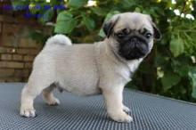 Puppies for sale pug - Poland, Pyzheus