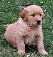 Puppies for sale golden retriever - Belarus, Grodno