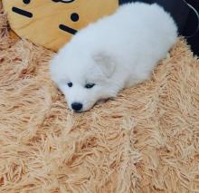 Puppies for sale samoyed dog (samoyed) - Sweden, Stockholm