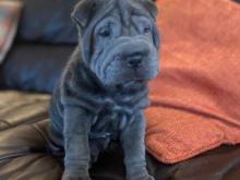 Puppies for sale shar pei - United Kingdom, Colchester