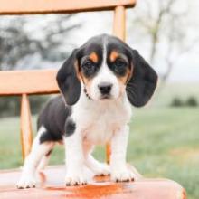 Puppies for sale beagle - Latvia, Jekabpils