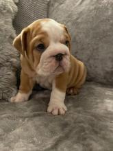 Puppies for sale english bulldog - Kyrgyzstan, Bishkek