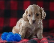 Puppies for sale , cockachon - Russia, Eagle