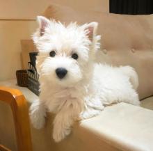 Puppies for sale west highland white terrier - Germany, Hannover