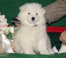 Puppies for sale samoyed dog (samoyed) - Sweden, Stockholm