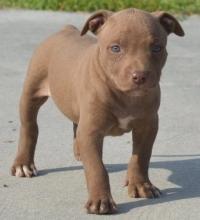 Puppies for sale american pit-bull terrier - Ukraine, Kharkiv