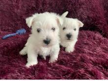 Puppies for sale , westipoo - Cyprus, Limassol