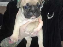 Puppies for sale french bulldog - Cyprus, Limassol. Price 10 €