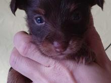 Puppies for sale russian toy-terrier - Ireland, Dublin