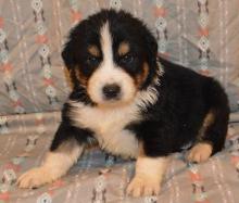 Puppies for sale australian shepherd - Ukraine, Kherson