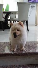 Puppies for sale chow chow - Germany, Leverkusen