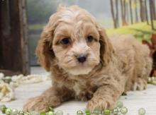 Puppies for sale , cockapoo - Romania, Constanta